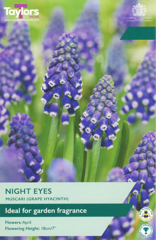 Grape hyacinth flowers with Taylors Seeds branding on a seed packet.