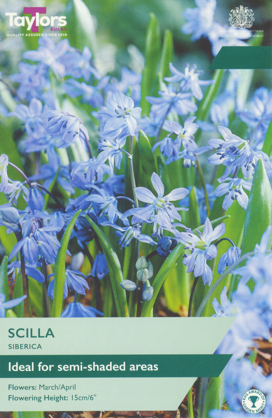 Scilla Siberica flowers with Taylor's brand logo and planting information.