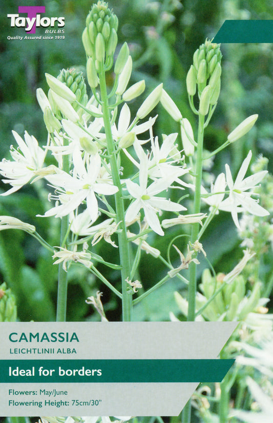 Camassia plant with green leaves and white flowers on a blurred green background, featuring Taylor's Bulbs branding.