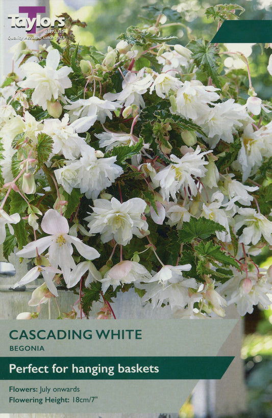 Begonia plant with white flowers labeled 'Cascading White' by Taylors.