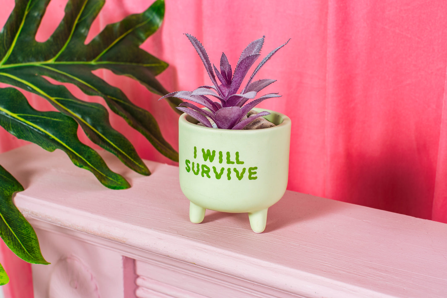 Green plant pot with purple leaves on pink shelf
