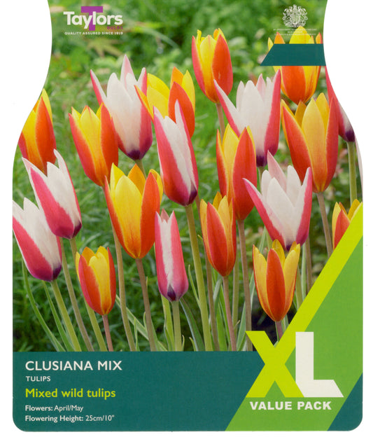 Packaging of Clusiana Mix tulips with Taylor's branding on a green background.