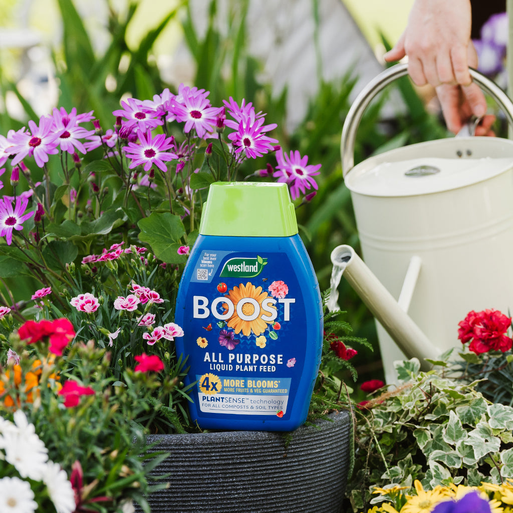 Westland Boost all-purpose liquid plant feed bottle with flowers and a watering can in the background