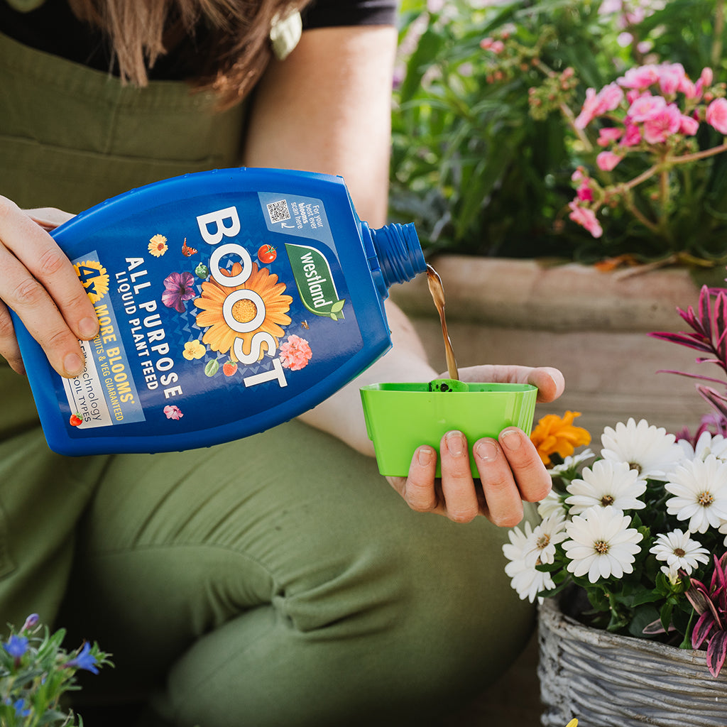 Person pouring Westland Boost plant food into a green plant pot with flowers in the background.