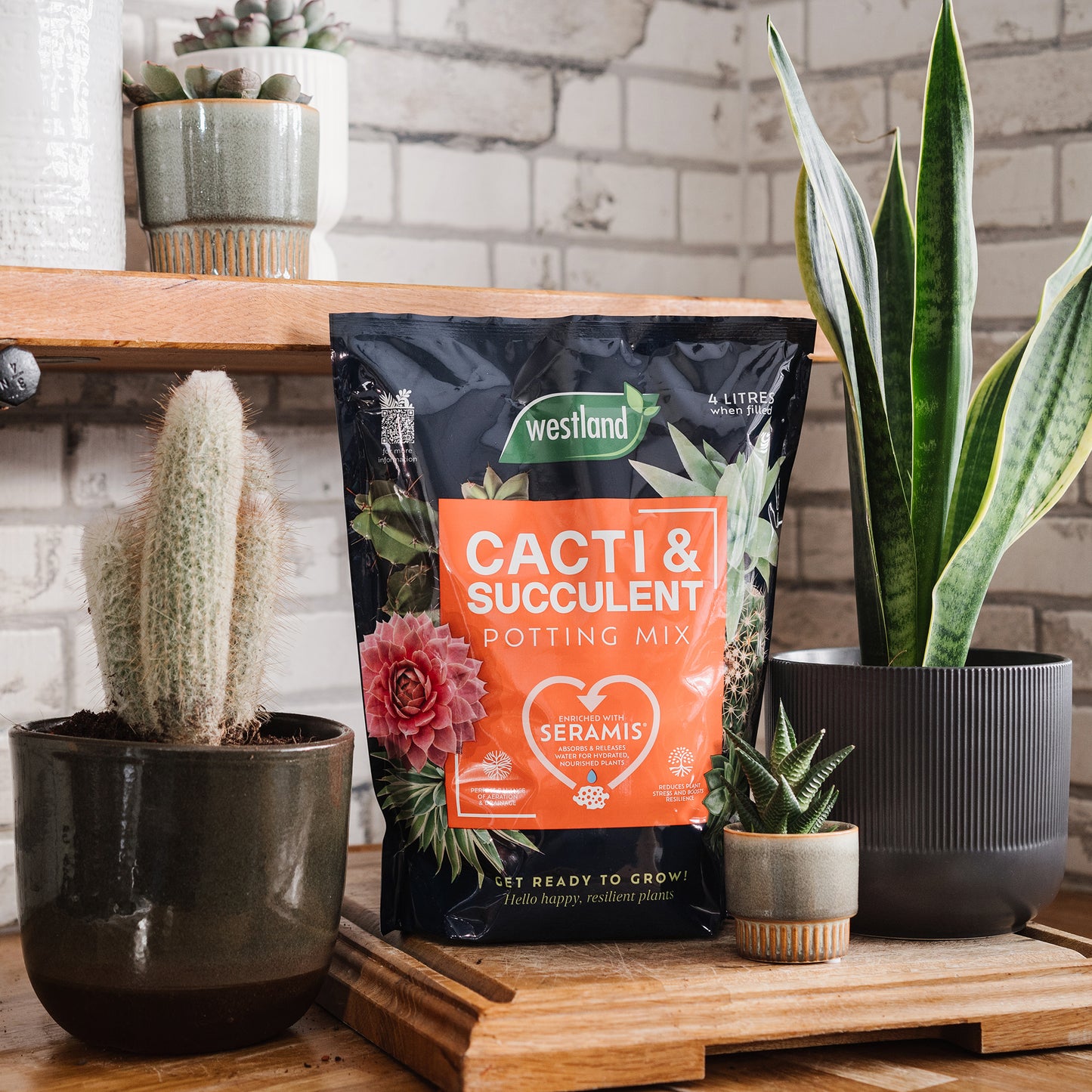 Bag of Westland Cacti & Succulent Potting Mix with potted plants on a wooden surface.