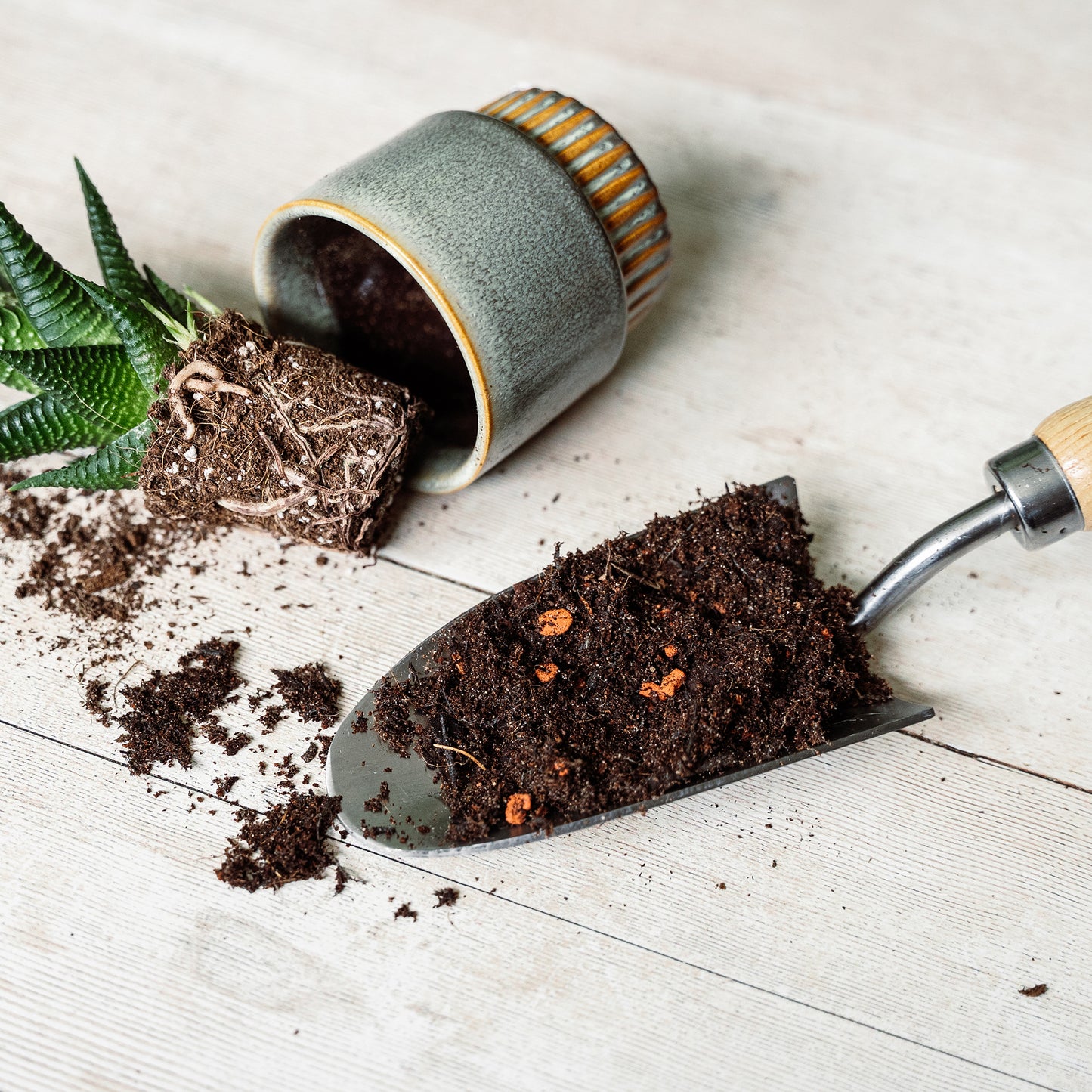 Gardening scene with a small plant, soil, and trowel on a light wooden surface.