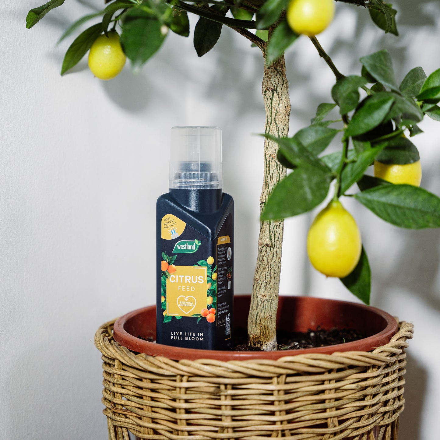 Potted lemon tree with a bottle of Westland Citrus Feed on a white background