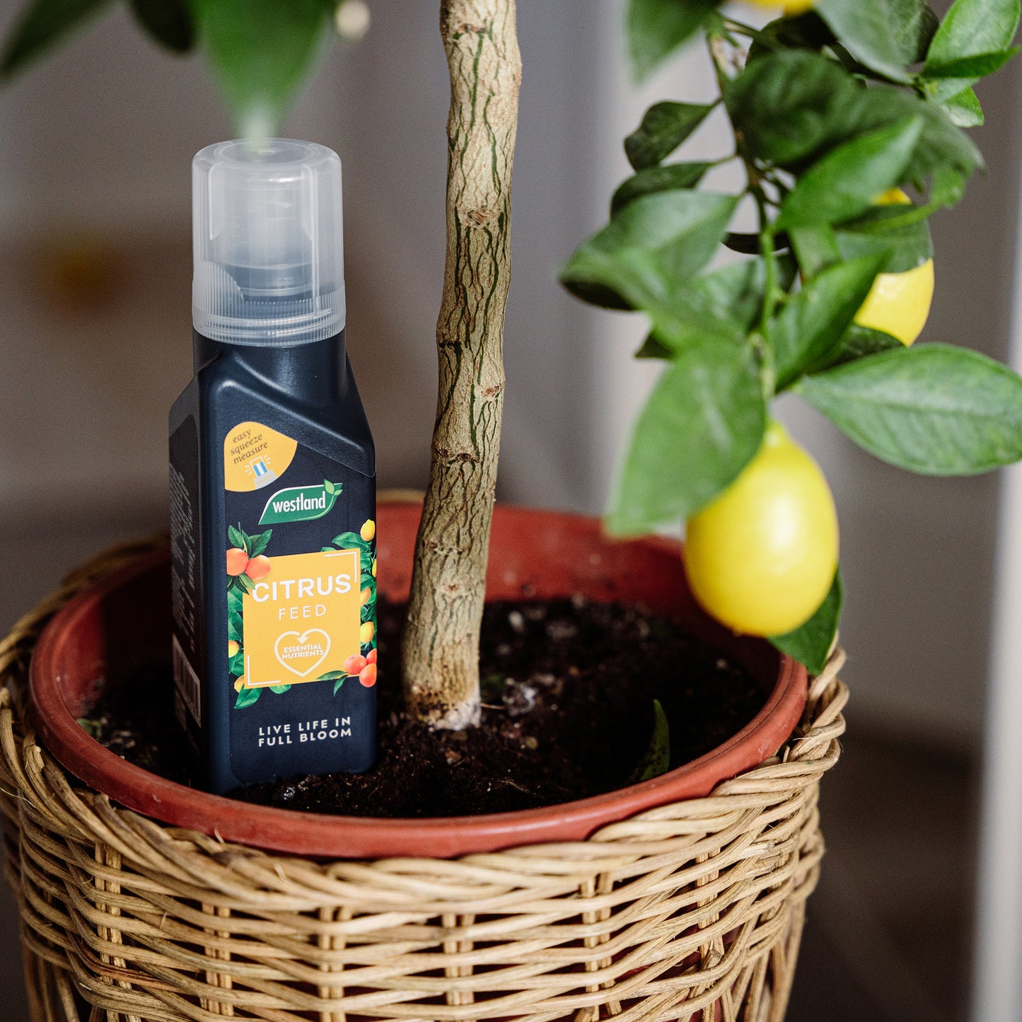 Bottle of Westland Citrus 360 plant feed to a potted lemon tree with fruits.
