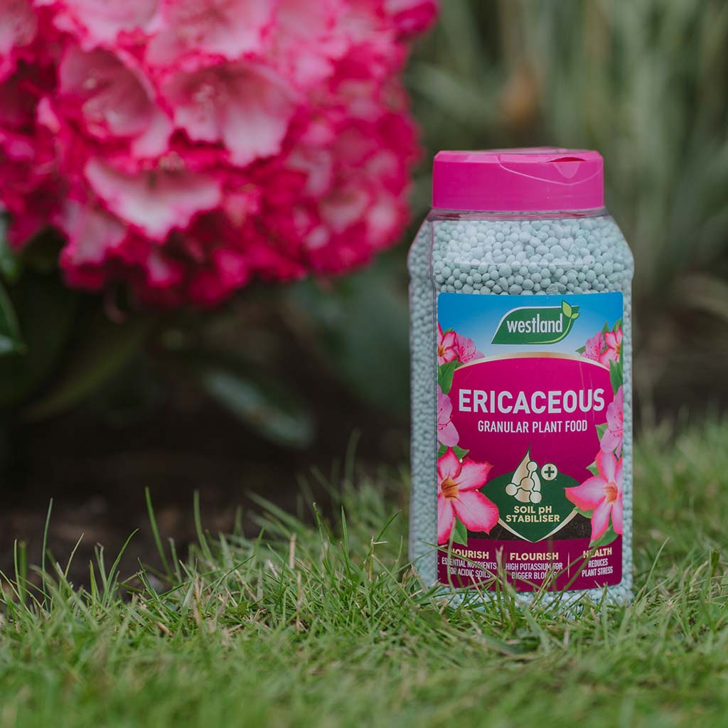 Bottle of Westland Ericaceous Granular Plant Food on grass with pink flowers in the background