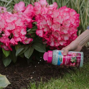Person using a fertilizer bottle to water pink flowers in a garden
