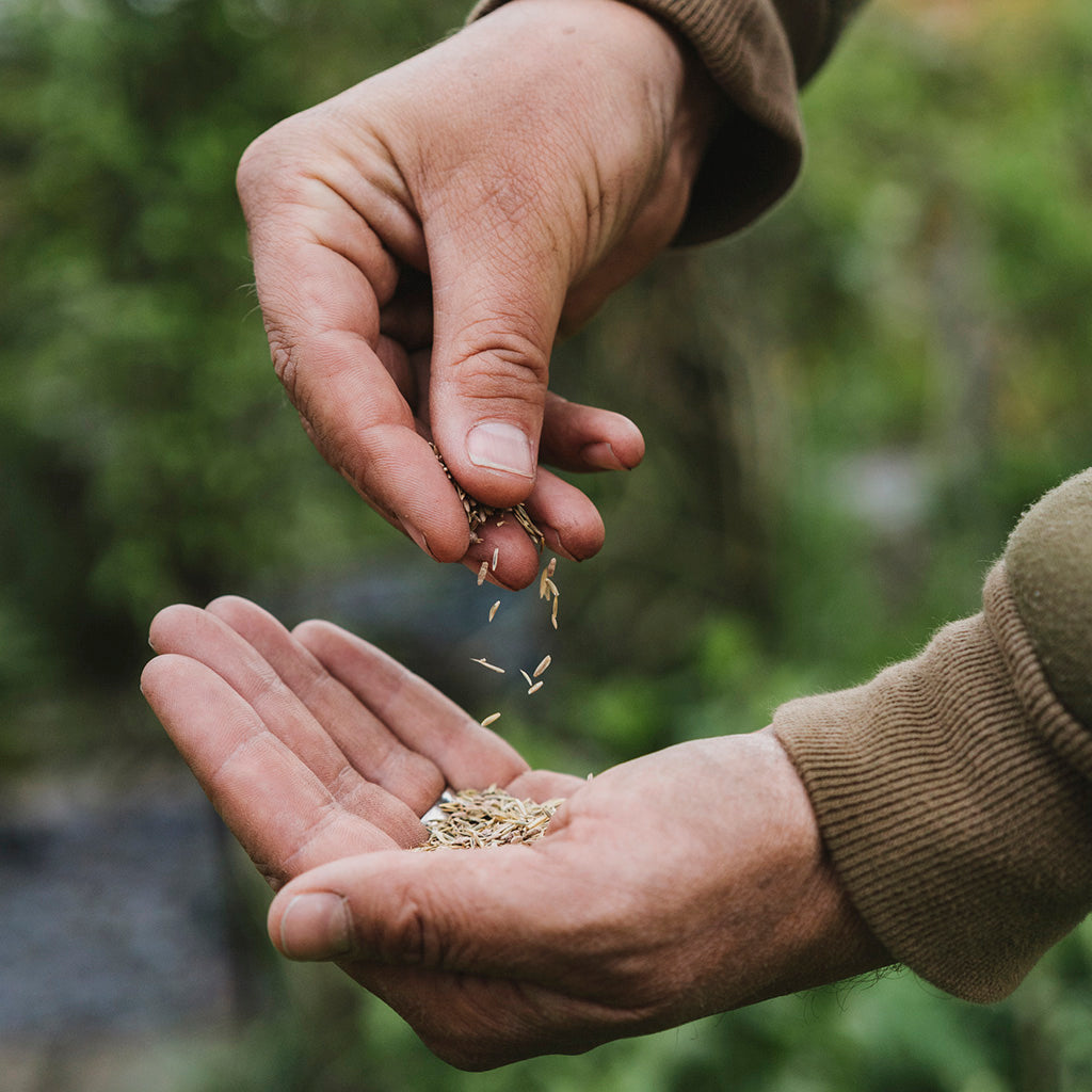Person holding seeds in their hands with a natural background