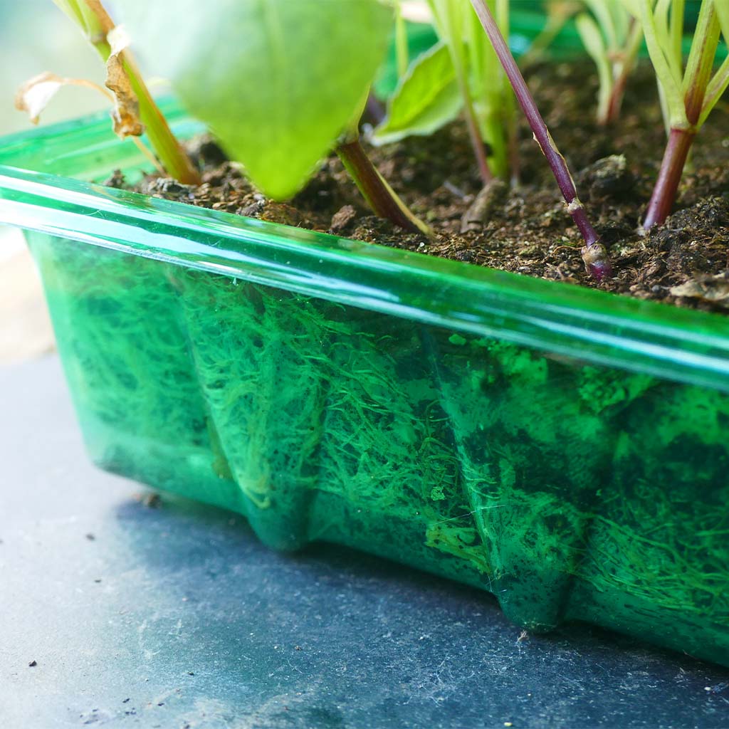 Westland Gro-Sure Visiroot 9 Cell Tray 8 Pack