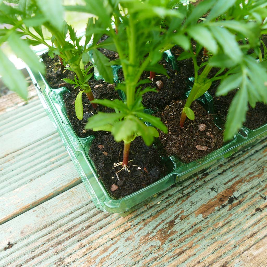 Westland Gro-Sure Visiroot 9 Cell Tray 8 Pack