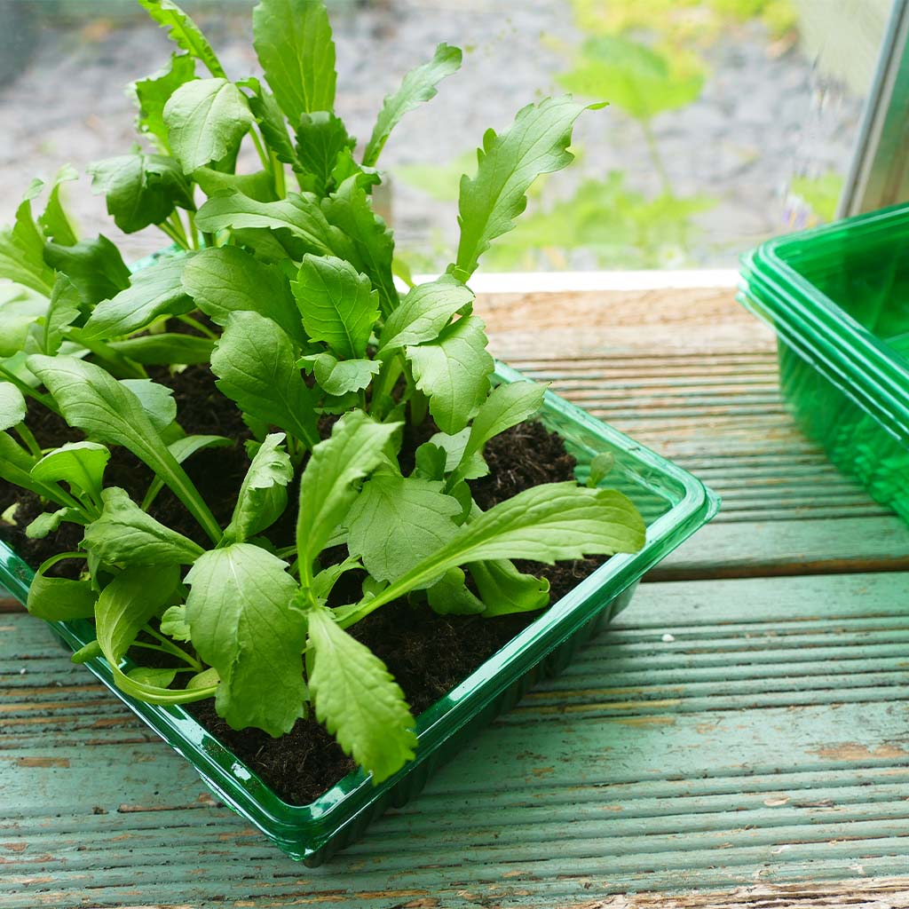 Green seedlings in a transparent plastic tray on a wooden surface