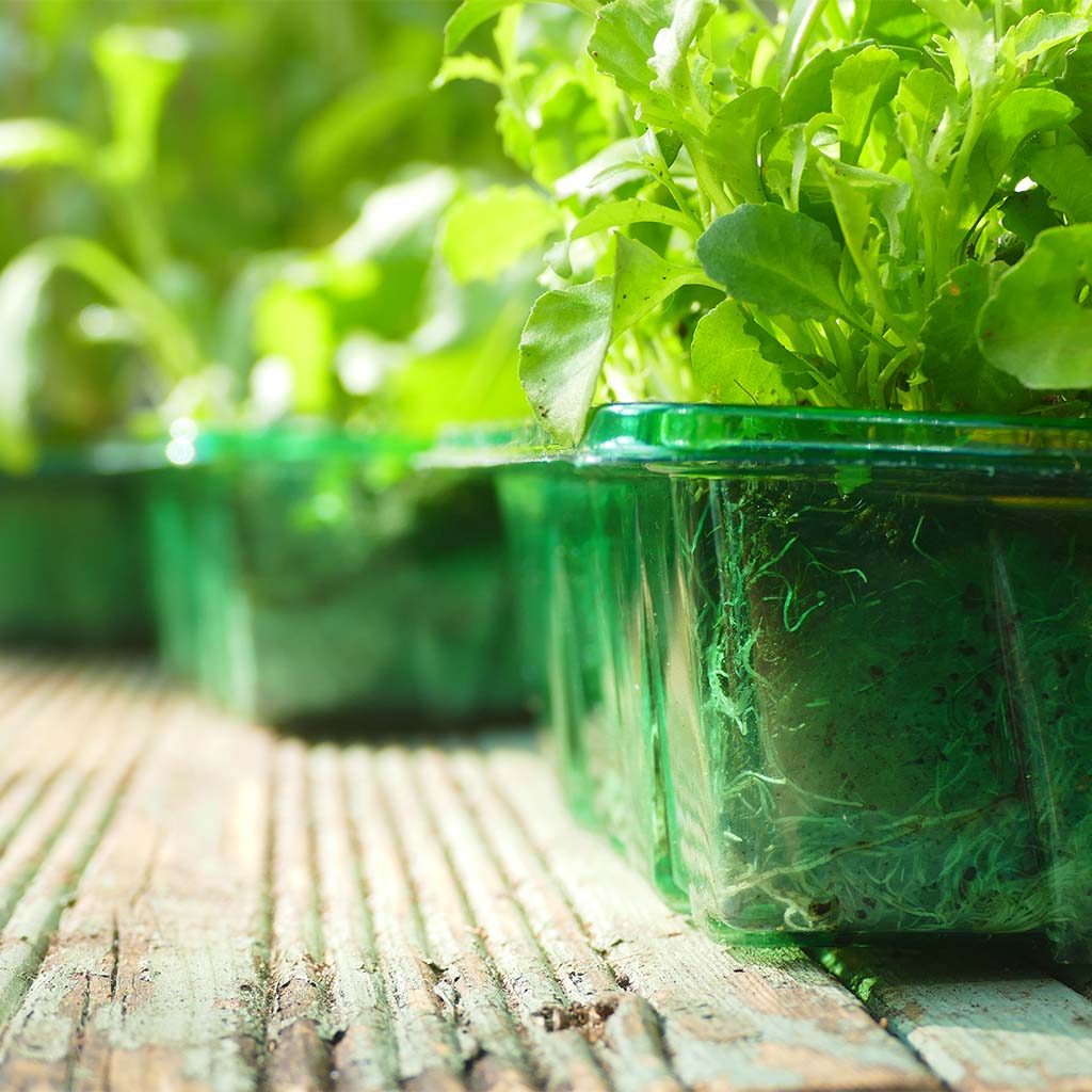 Row of green seedlings in transparent pots on a wooden surface