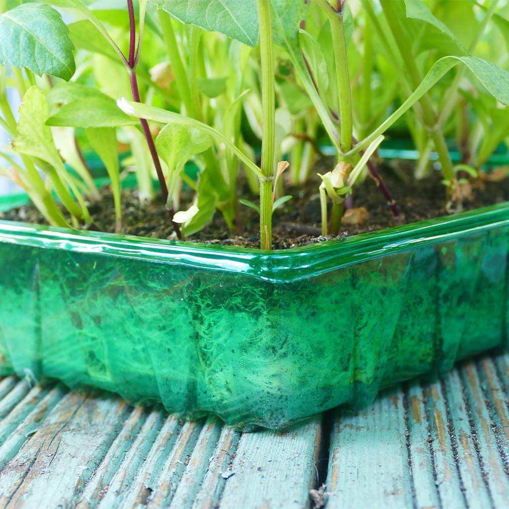 Seedlings growing in a green plastic bottle on a wooden surface