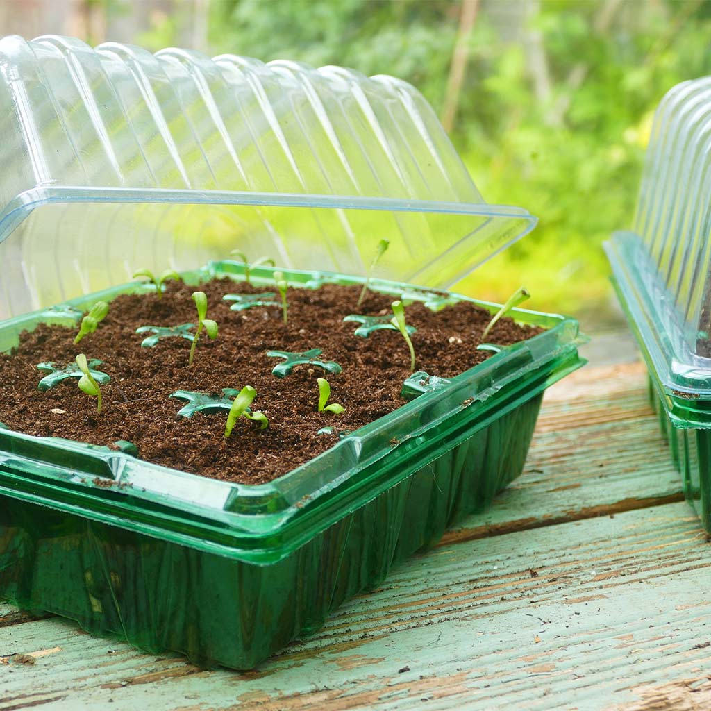 Westland Gro-Sure Visiroot Twin Propagator Set