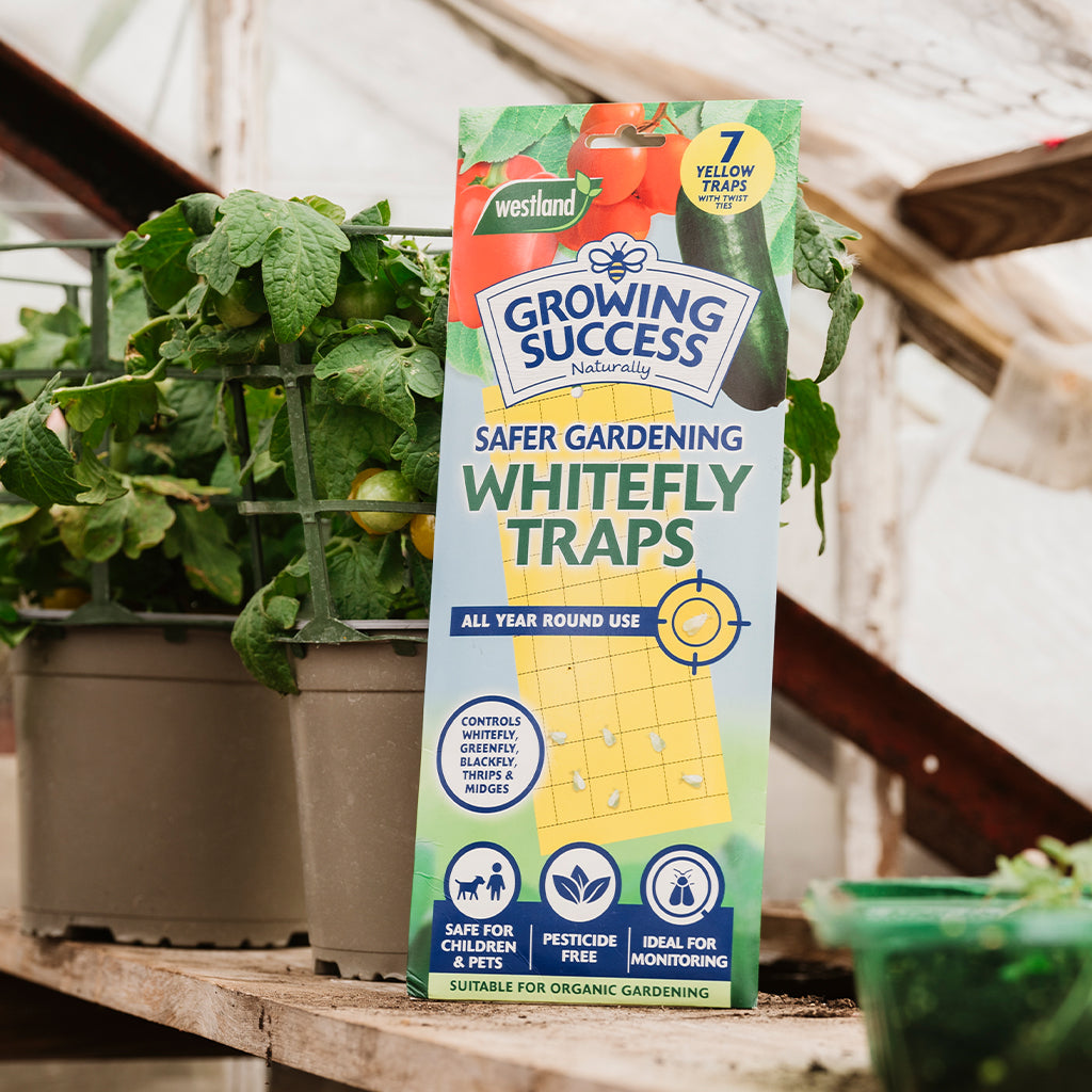 Growing Success Greenhouse Whitefly Traps