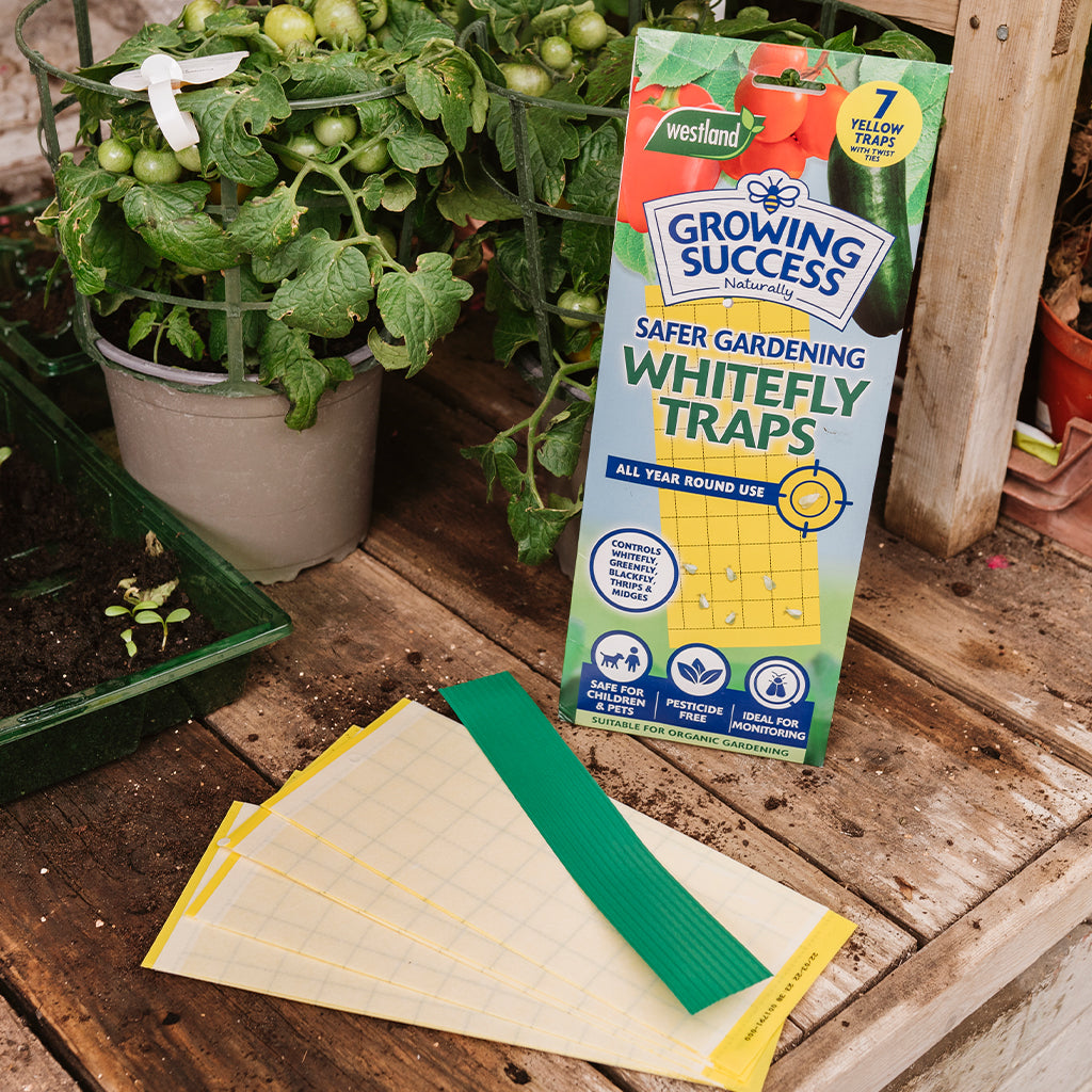 Growing Success Greenhouse Whitefly Traps