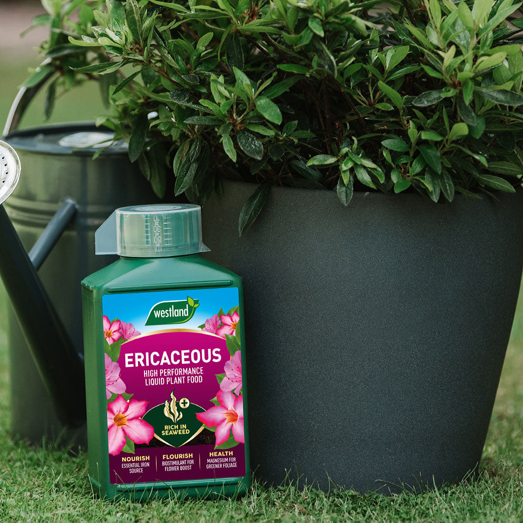 Westland Ericaceous plant food bottle in front of a potted plant