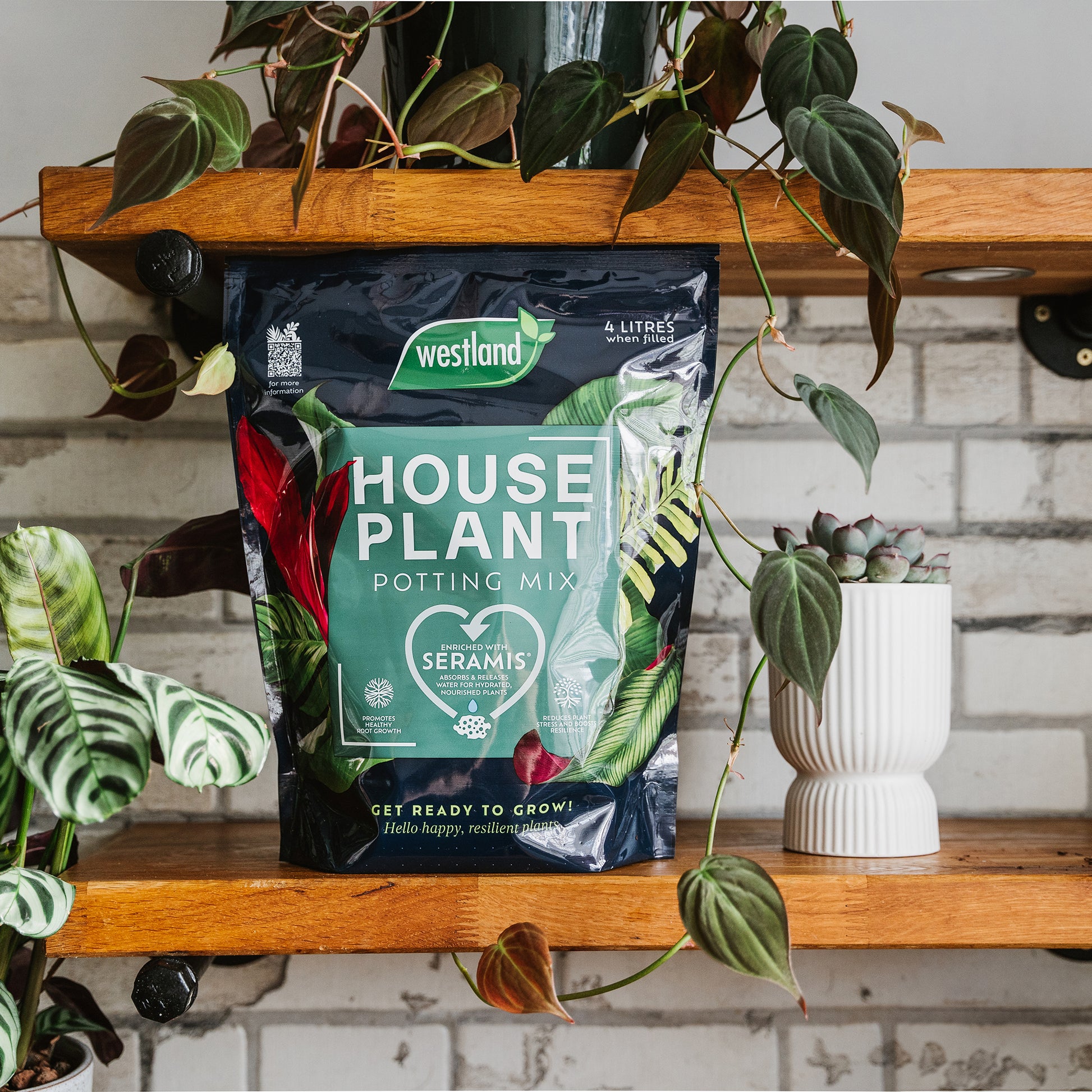 Bag of Westland house plant potting mix on a wooden shelf with plants.