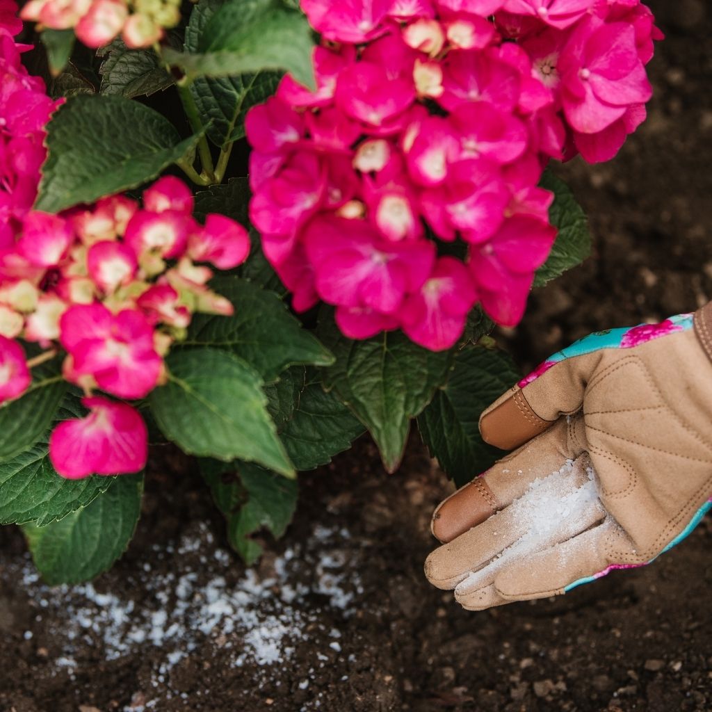 Westland Hydrangea Colourant 500g