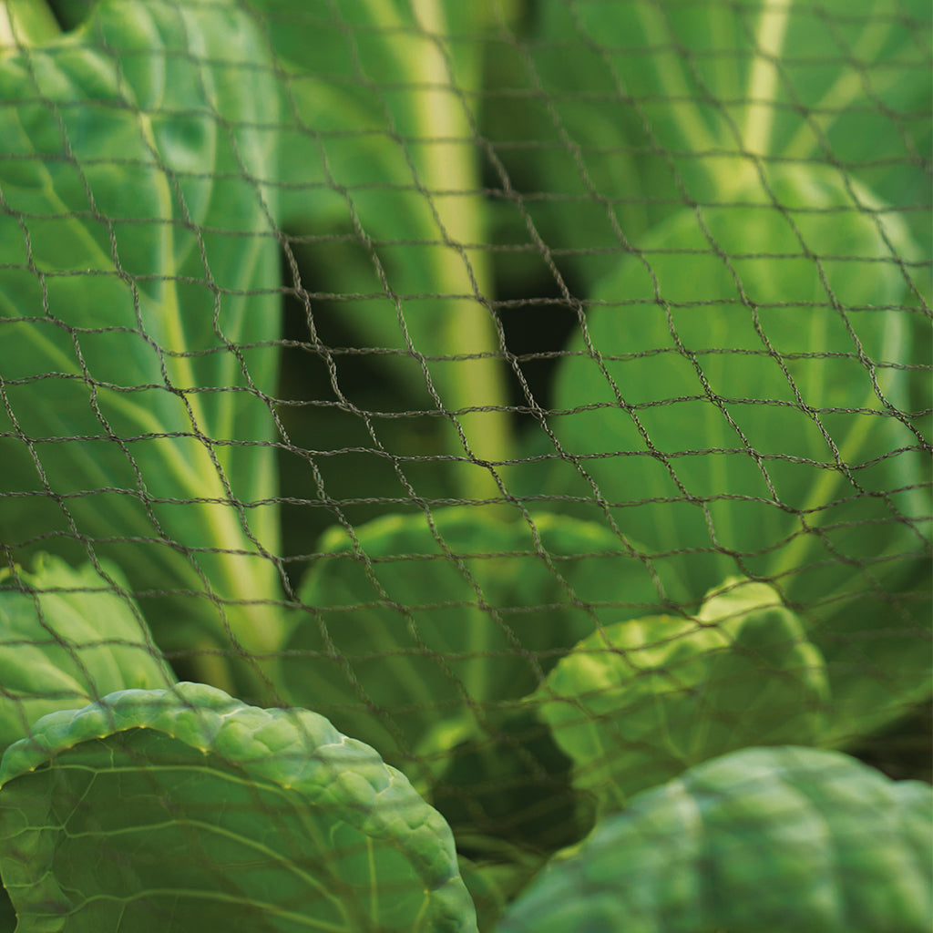 Close-up of green leaves with a mesh background