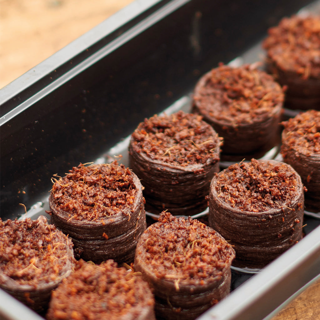 Close-up of brown soil blocks in a tray on a wooden surface