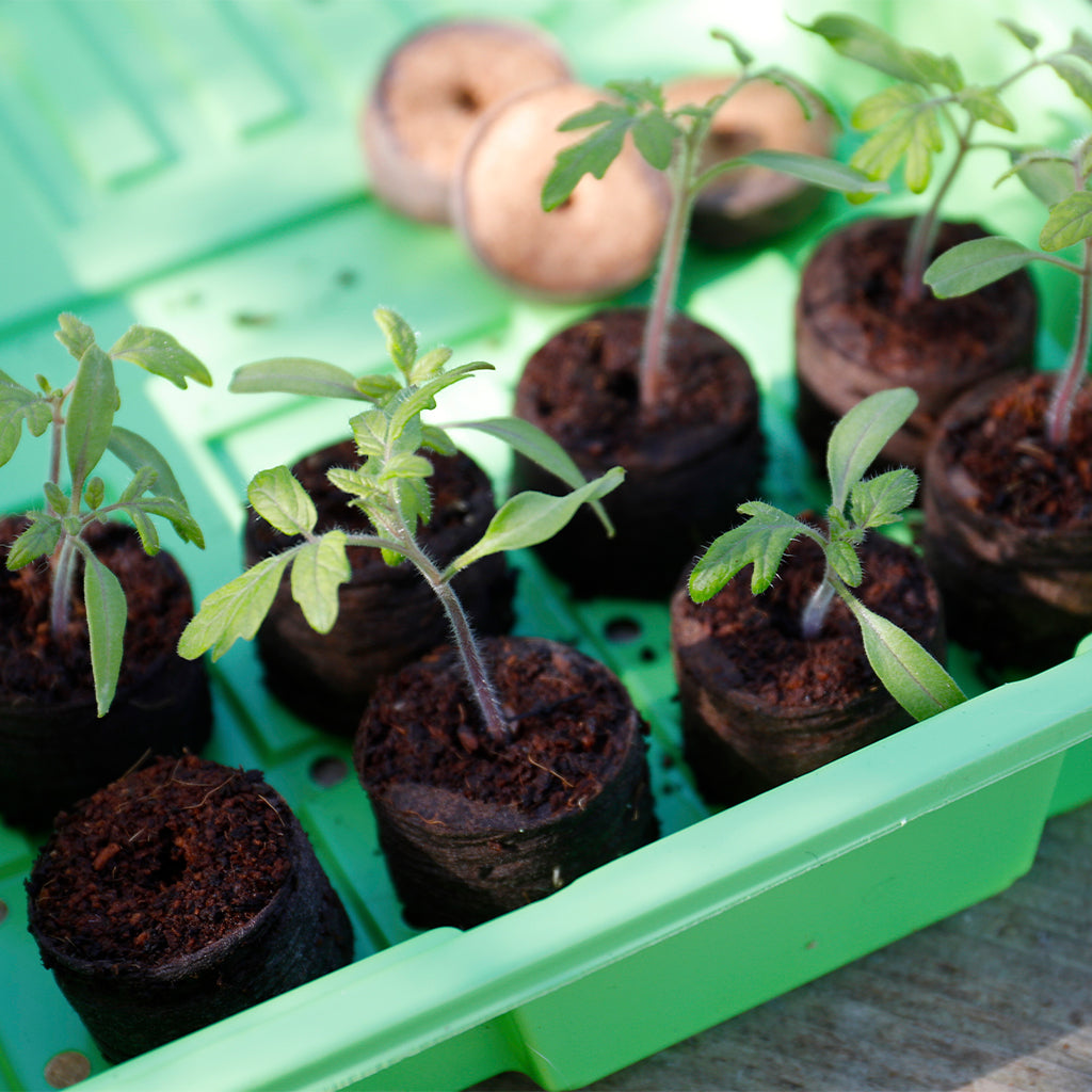 Seedlings in small pots in a green tray on a concrete surface