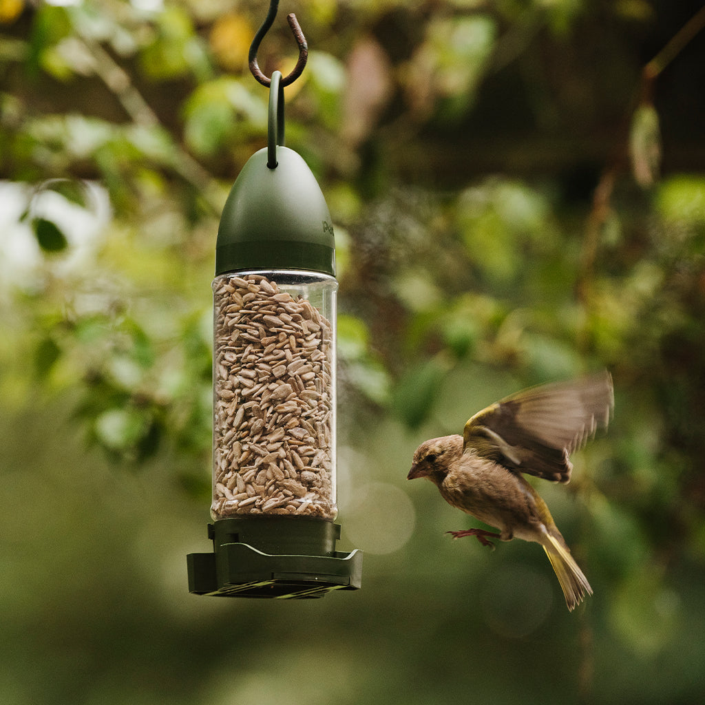 Peckish Sunflower Hearts Ready to Use Feeder 400g