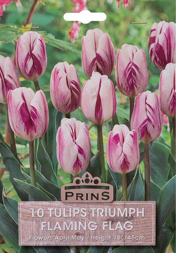 Prins 10 Tulips Triumph Flaming Flag - Final
