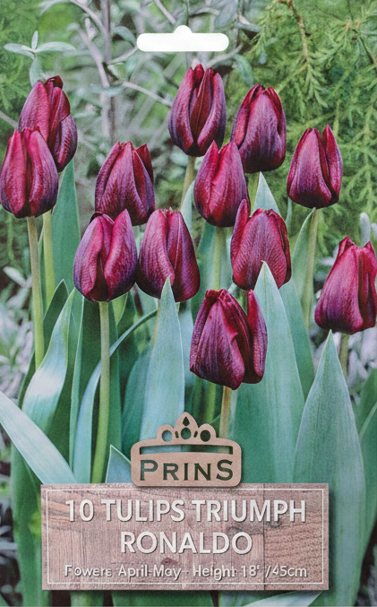Prins 10 Tulips Triumph Ronaldo - Side Hole Removed