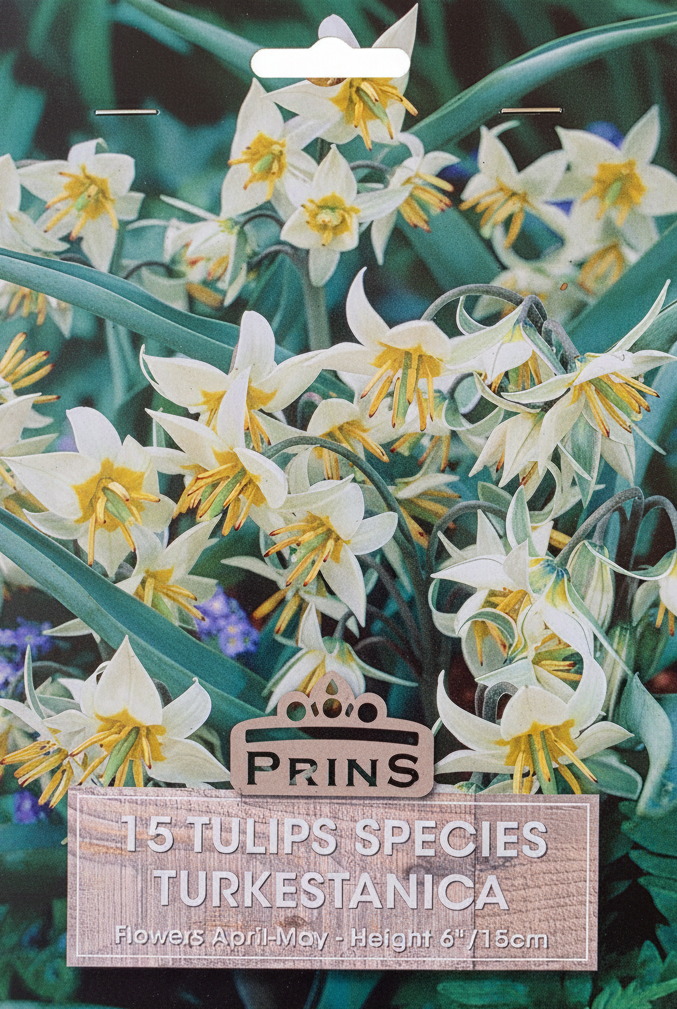 Prins 15 Tulips Species Turkestanica - BG Removed