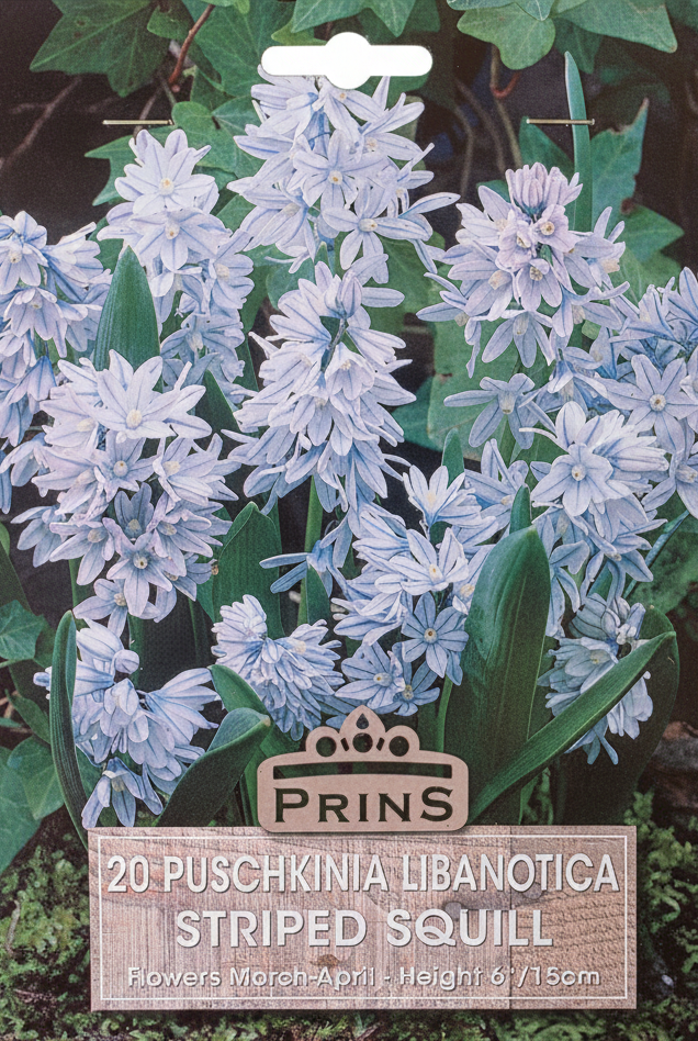 Prins 20 Puschkinia Libanotica Striped Squill - Stock Photo