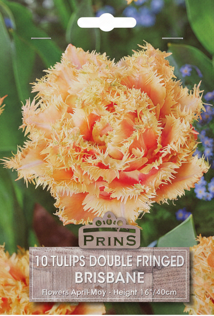 Prins Brisbane Double Fringed Tulips - Stock Photo