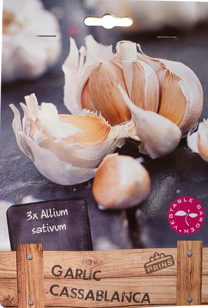 Prins Garlic Cassablanca - Stock Photo