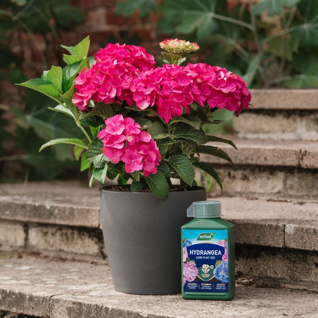 Potted hydrangea plant with a bottle of fertilizer on stone steps