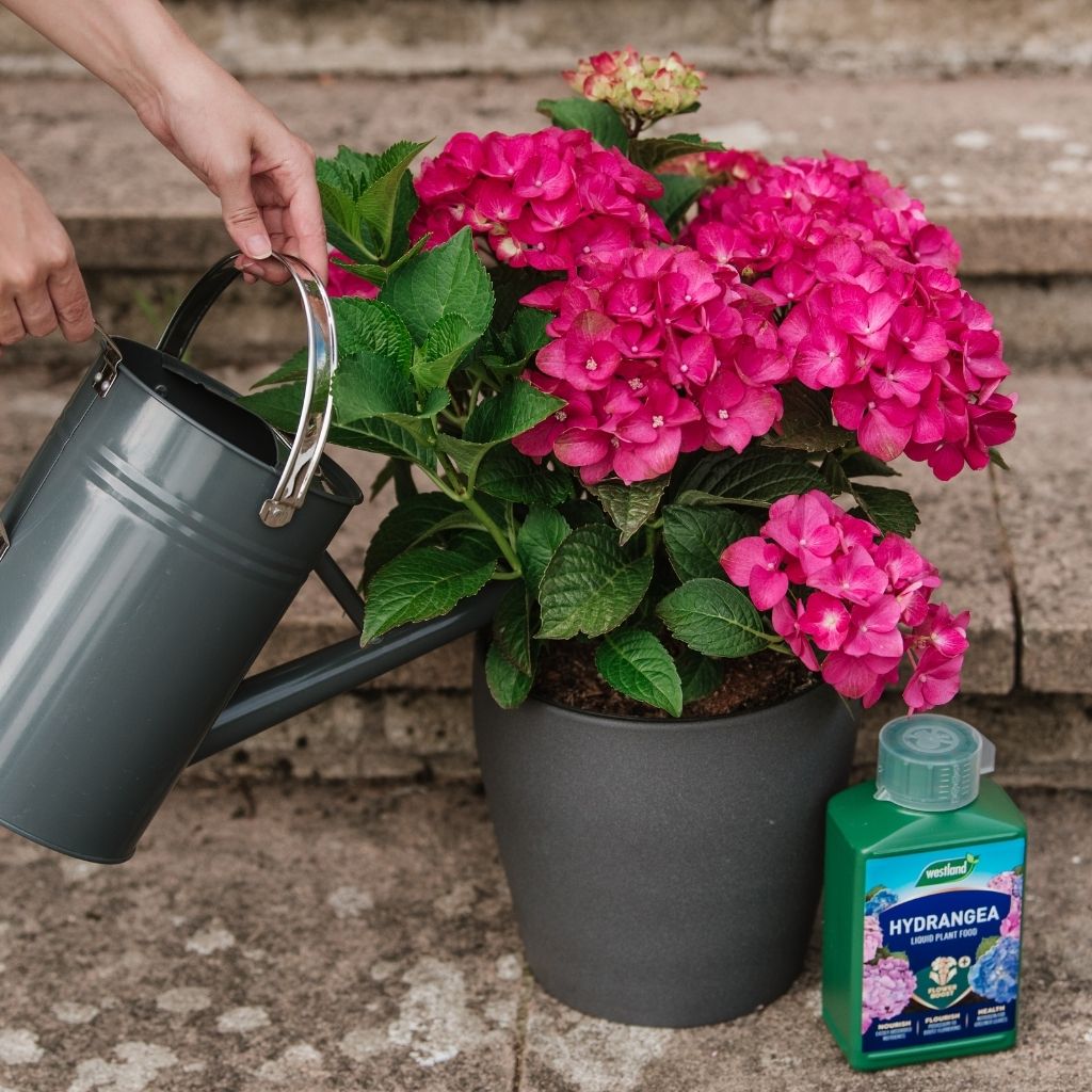 Person watering a potted pink hydrangea plant with a green watering can on stone steps.