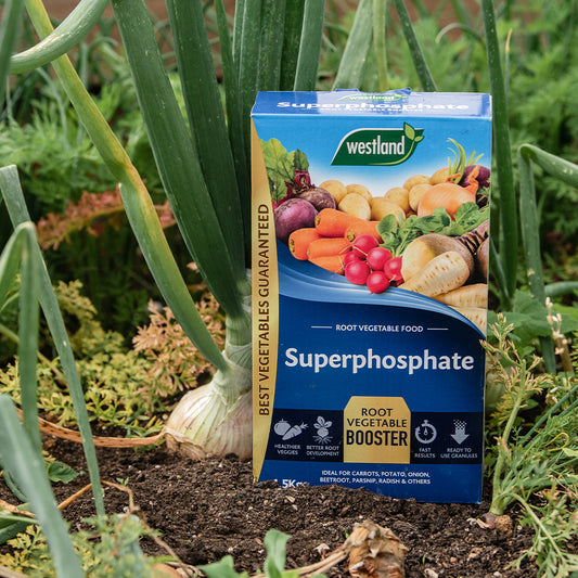 Westland Superphosphate fertilizer packet in a garden setting with vegetables.