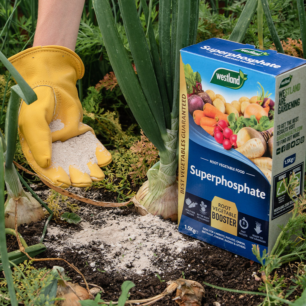 Person applying Westland Superphosphate to garden soil with a box of fertilizer in the foreground.