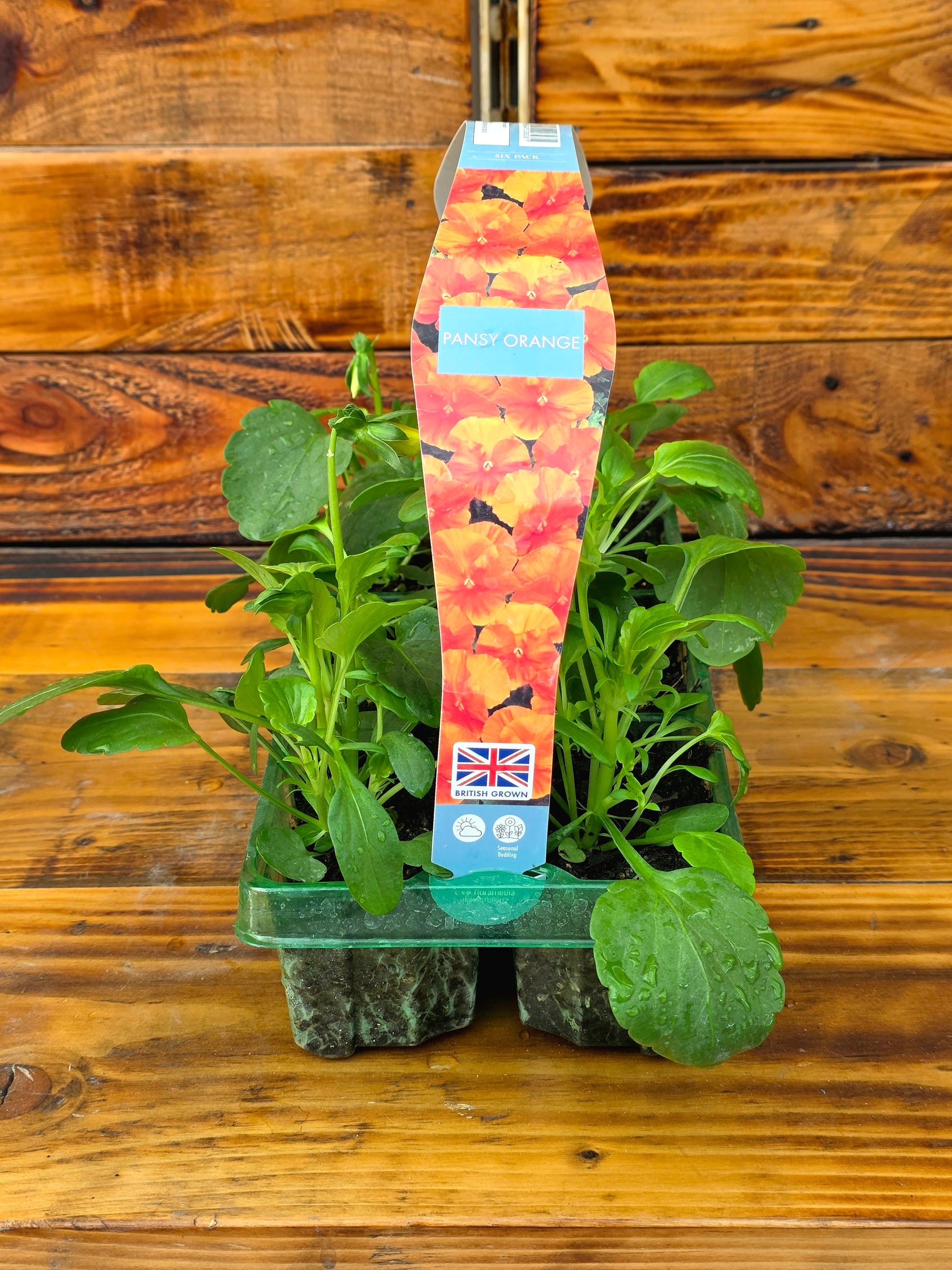 Plants in a transparent pot with a decorative label on a wooden surface