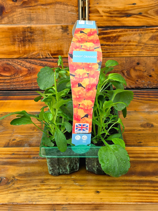 Plants in a transparent pot with a decorative label on a wooden surface