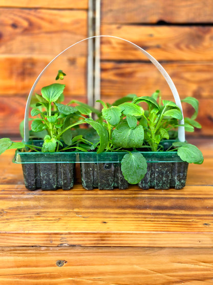 Tray of young plants with a colourful label on a wooden surface