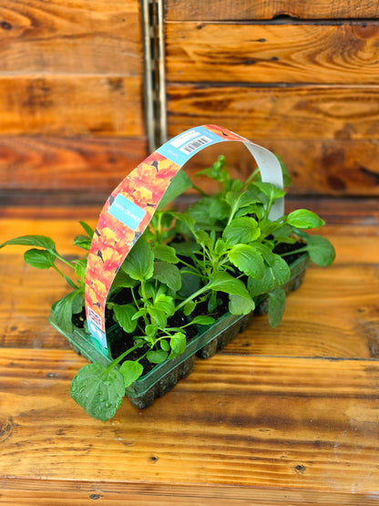 Tray of young plants with a colourful label on a wooden surface