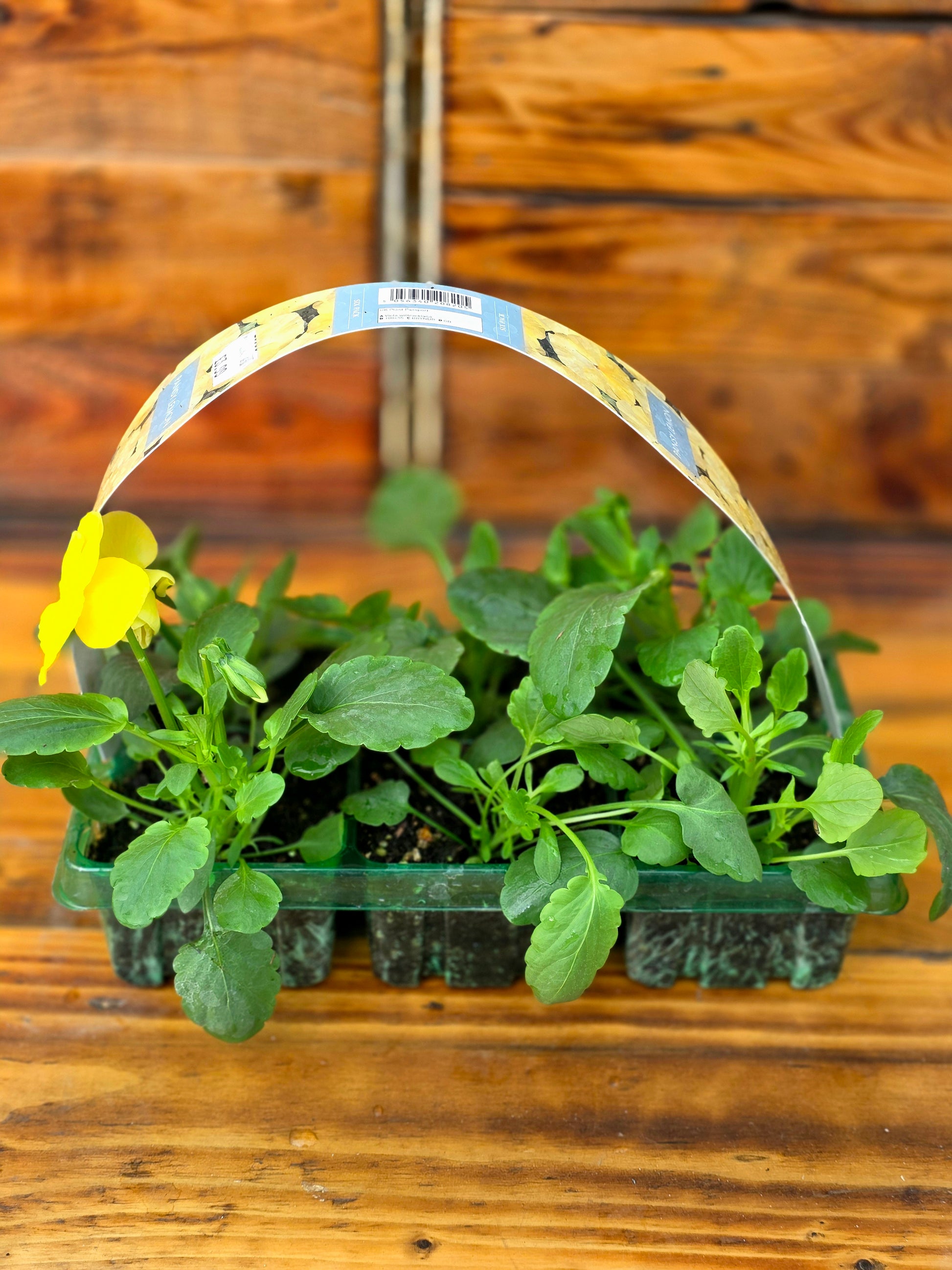 Plants in a clear plastic tray with a decorative handle against a wooden background