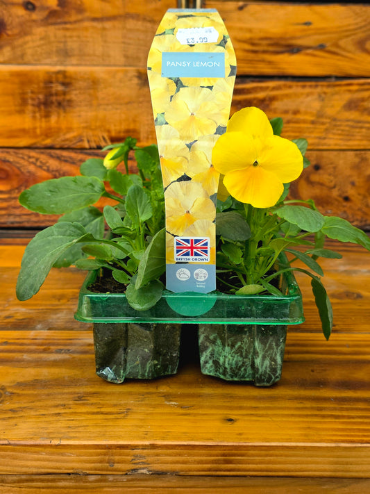 Yellow pansy plant in a green plastic pot with a branded label on a wooden surface