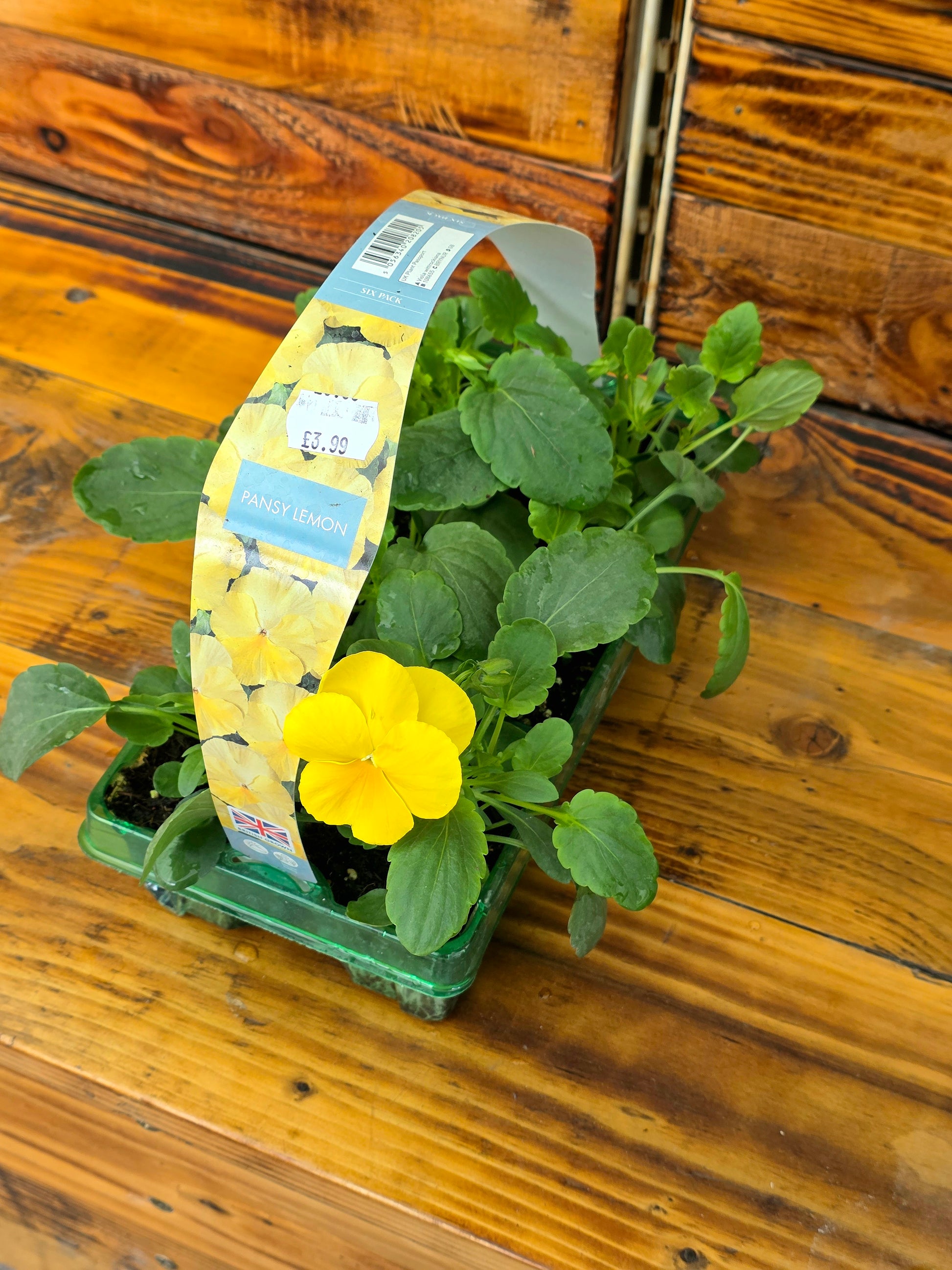 Yellow flower in a pot with a label on a wooden surface