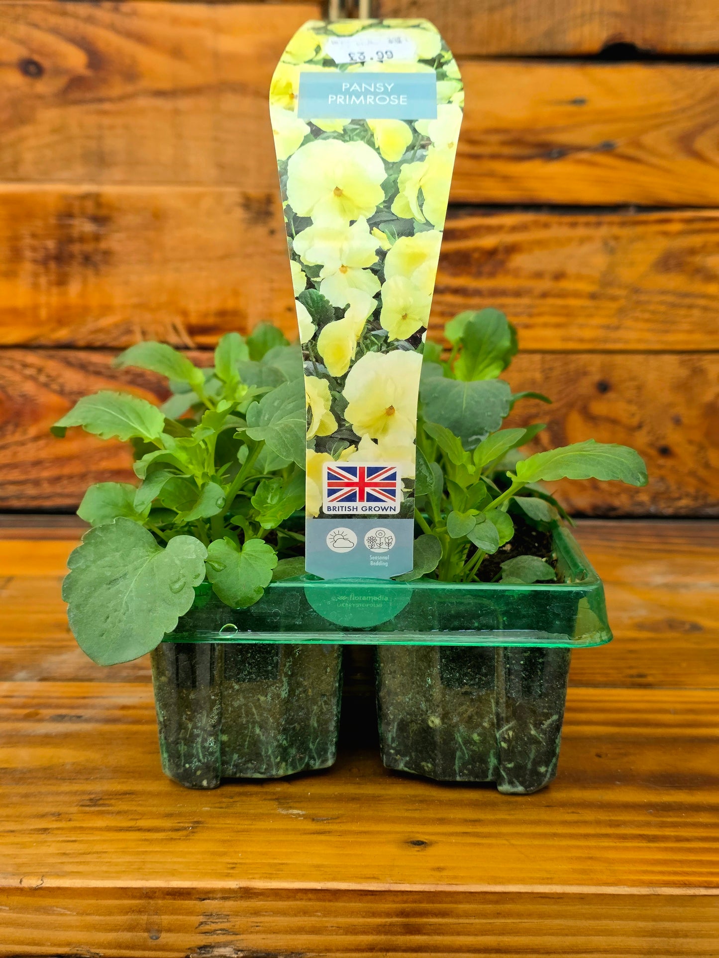 Seedlings in a green tray on a wooden surface