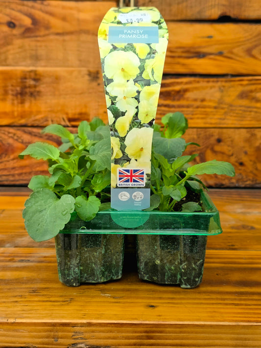 Seedlings in a green tray on a wooden surface