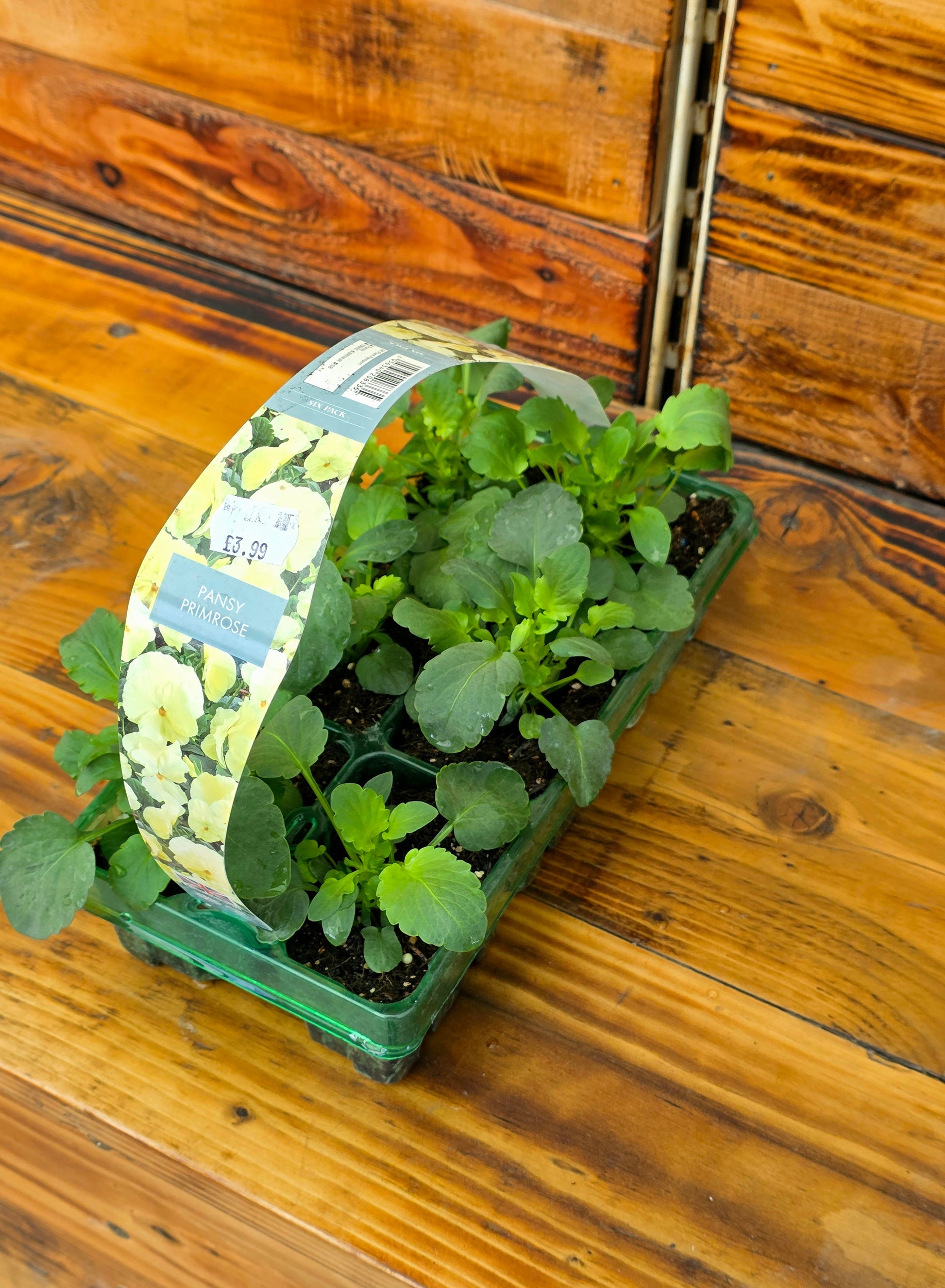 Seedlings in a green tray on a wooden surface